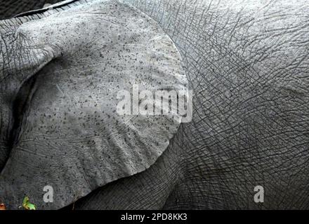 Kruger national park, South Africa Stock Photo