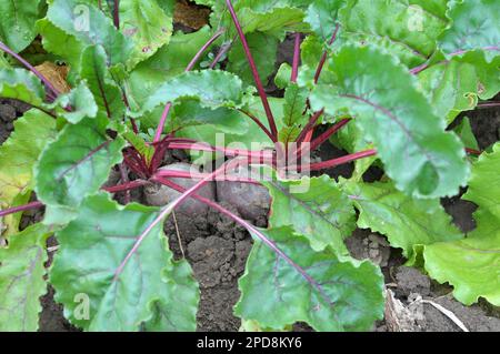 Red table beet grows in open organic soil Stock Photo