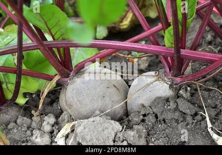 Red table beet grows in open organic soil Stock Photo