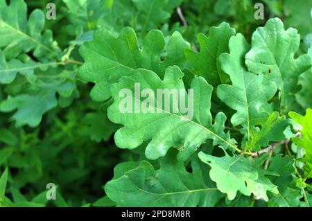 A young oak tree grows in nature Stock Photo