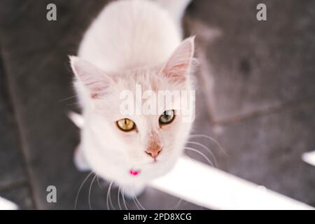 Odd-eyed cat Stock Photo