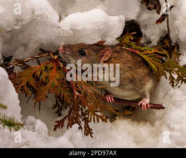 Rat head close-up front view looking at the camera and coming out of its animal den with cedar branch in the winter season in its wild environment. Stock Photo