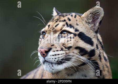 Male clouded leopard (profile, close-up) Stock Photo