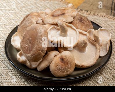 Fresh brown Lentinula edodes or shiitake edible mushrooms from Japan ready to cook Stock Photo
