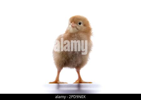 A newly born chick on a white background Stock Photo