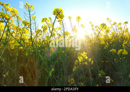 Rapeseed field in bright sunlight with close up of several stems with characteristic yellow flowers Stock Photo