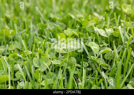 Clover weeds growing in grass of yard. Home lawncare, maintenance and weed control concept. Stock Photo