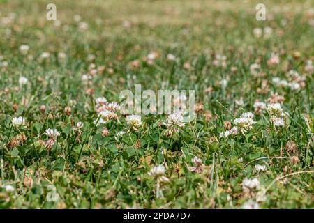 Clover weeds growing in grass of yard. Home lawncare, maintenance and weed control concept. Stock Photo