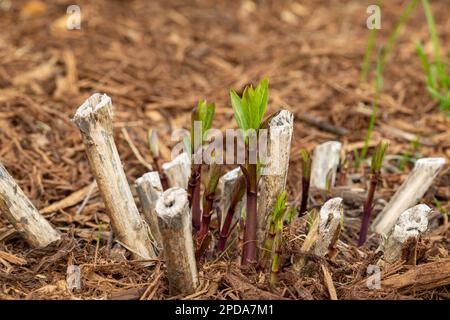 Swamp milkweed sprouting in flower garden during spring. Gardening, nature and wildflower garden concept. Stock Photo