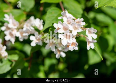 Close up of beautybush (linnaea amabilis) flowers in bloom Stock Photo