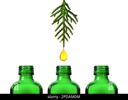 yellow natural oil droplet dripping from green thuja twig into small green medicine bottle. essential oils concept. isolated abstract backdrop image Stock Photo