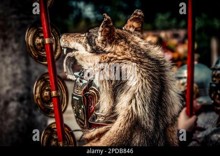 Roman legionnaire in helmet covered with wolf skin, holding legionary insignia Stock Photo