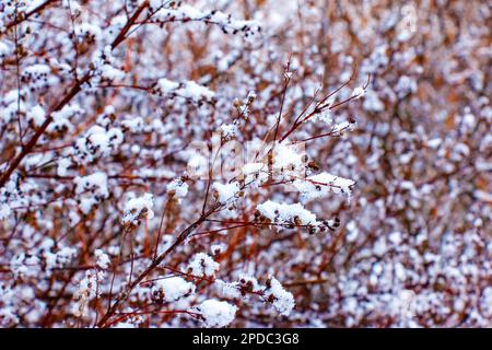 Shrub Weigela japonica in winter. The branches are covered with fluffy snow. Stock Photo