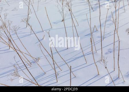 Munising Ski Trails at Pictured Rocks National Lakeshore, Munising, Upper Peninsula, Michigan, USA Stock Photo