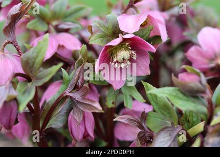 Pink hellebore flowers emerging in spring Stock Photo