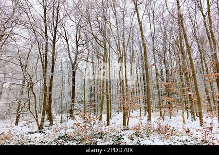 deciduous forest in winter, Germany, North Rhine-Westphalia Stock Photo