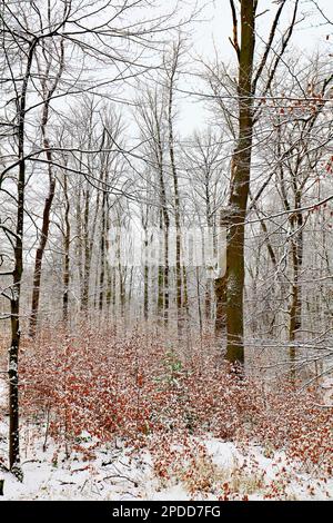 deciduous forest in winter, Germany, North Rhine-Westphalia Stock Photo