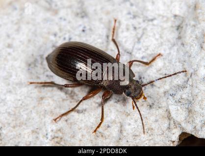 Darkling Beetle (Diaperis boleti), on a stone, dorsal view Stock Photo