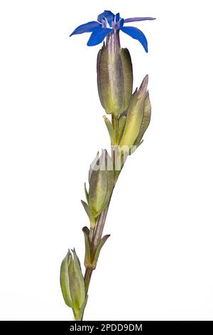 Bladder gentian (Gentiana utriculosa), blooming, cutout, Austria, Tyrol Stock Photo