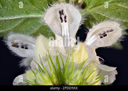 white dead-nettle, white deadnettle (Lamium album), macro shot of flowers, stamine, Germany, Bavaria Stock Photo