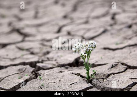 common yarrow, milfoil (Achillea millefolium), blooming plant on dried ground, Germany Stock Photo
