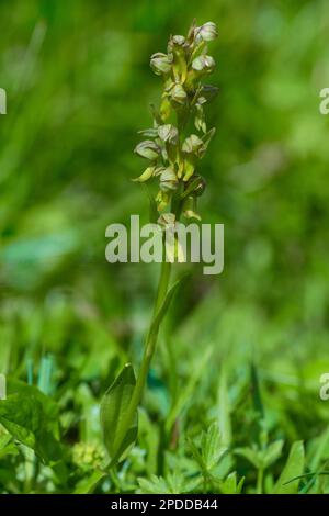 frog orchid (Coeloglossum viride, Dactylorhiza viridis), blooming, Austria, Tyrol, Lechtaler Alpen Stock Photo