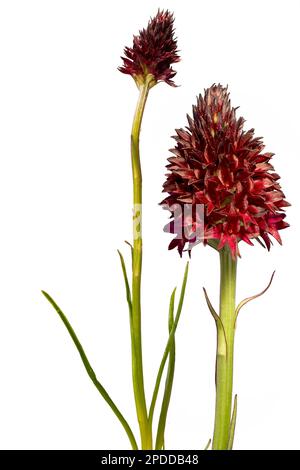 Common Vanilla Orchid (Nigritella rhellicani, Nigritella nigra ssp. rhellicani), blooming, in different sizes, composing, cutout, Austria Stock Photo