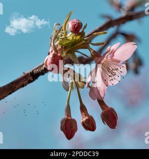Pink plum blossoms close up with blue sky and white clouds with a glowing moon on a sunny day Stock Photo