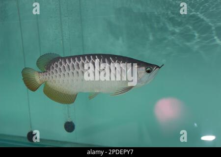 a close up of silver arowana fish in a large aquarium. Concept photo of aquatic animals. Stock Photo