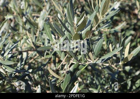 Olive tree (Olea europaea) without olives close up Stock Photo