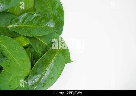 Aromatic bay leaves isolated on white background Stock Photo