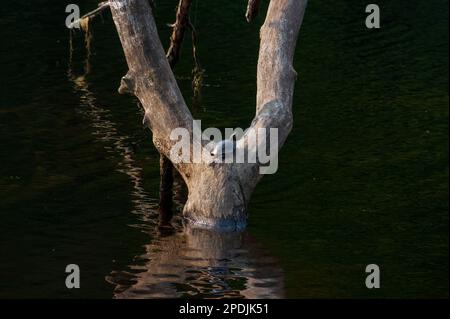 A snapping turtle (Chelydra serpentina) resting on a partially submerged snag above rippled waters. Charles River, Elm Bank Reservation, Wellesley, MA Stock Photo