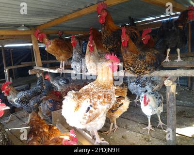 indigenous 'kienyeji' chicken on free-range farming in Kenya Stock Photo