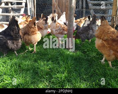 indigenous 'kienyeji' chicken on free-range farming in Kenya Stock Photo