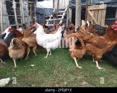 indigenous 'kienyeji' chicken on free-range farming in Kenya Stock Photo