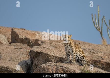 Leopard images taken at Rajasthan , India Stock Photo