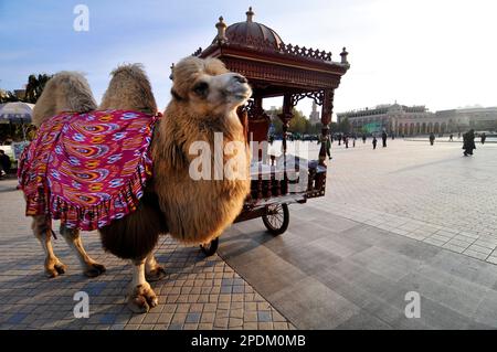 A cute Bactrian camel at the  Aitigar Square in the old city of Kashgar, Xinjiang, China. Stock Photo