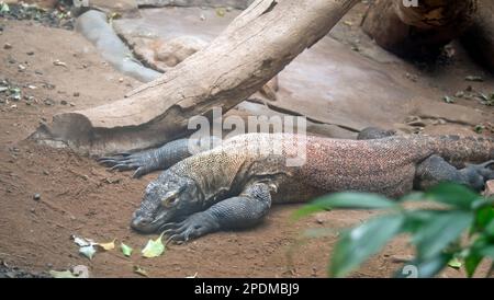the komodo dragon is the largest lizard in the world Stock Photo
