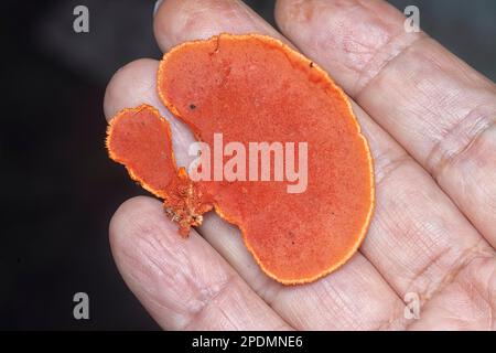 close shot of the cinnabar polypore fungus Stock Photo