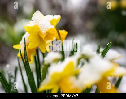 15 March 2023, Hesse, Frankfurt/Main: Covered by snow, a daffodil stands in a Frankfurt garden this morning after snow fell again at temperatures around freezing point. Today, clouds will change. In the north, there may be sleet at first. Showers will follow from the morning also in the center and in the afternoon in the south. Photo: Frank Rumpenhorst/dpa Stock Photo