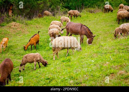 Mixed herd of sheep and goats are eating, grazing grass on pasture, meadow with one jackass as a part of their family. Stock Photo