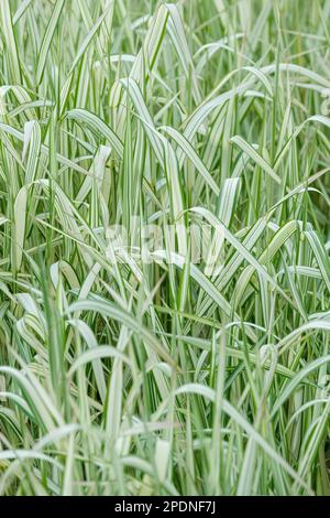 Phalaris arundinacea picta Feesey, Ribbon Grass, gardener's garters, perennial grass, narrow leaves striped with white, pale and dark green, Stock Photo