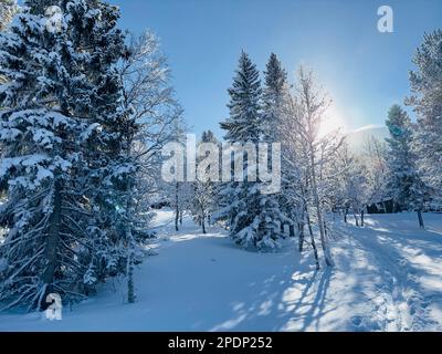Winter scene with snow-covered trees and bright sunshine in Jämtland, Sweden Stock Photo