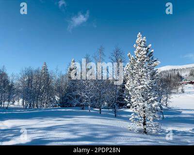 Wnter scene of snow-covered trees under a bright blue sky on a sunny day in Jämtland, Sweden Stock Photo