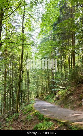 beautiful Schwarzwald forest in southwestern Germany Stock Photo