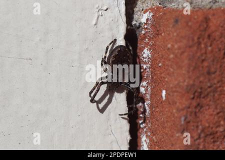 Closeup walnut orb-weaver spider (Nuctenea umbratica), family Araneidae. On the window frame next to a crack near the wall in the sun in winter, March Stock Photo