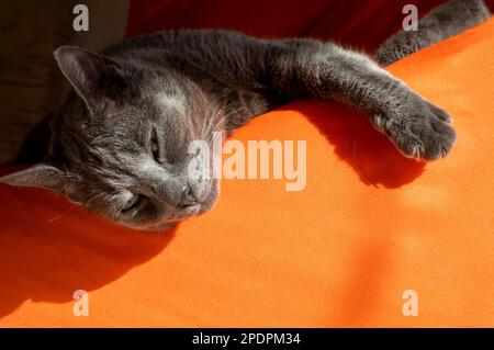 beautiful gray Burmese cat with squinting, basking on an orange ottoman in the sun, horizontal Stock Photo
