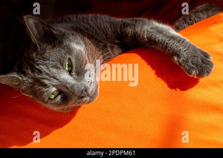 beautiful gray Burmese cat with open eyes, basking on an orange ottoman in the sun, horizontal Stock Photo