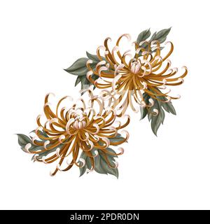 Chrysanthemum, golden-daisy isolated. Vector. Stock Vector