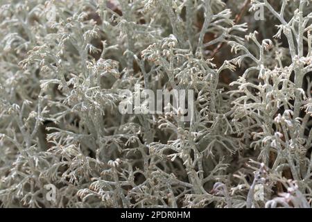 Echte Rentierflechte, Rentierflechte, Isländisch Moos, Isländisches Moos, Cladonia rangiferina, reindeer lichen, reindeer moss, deer moss, caribou mos Stock Photo